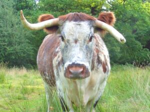Flexitarian Diet: A Farmer's Argument