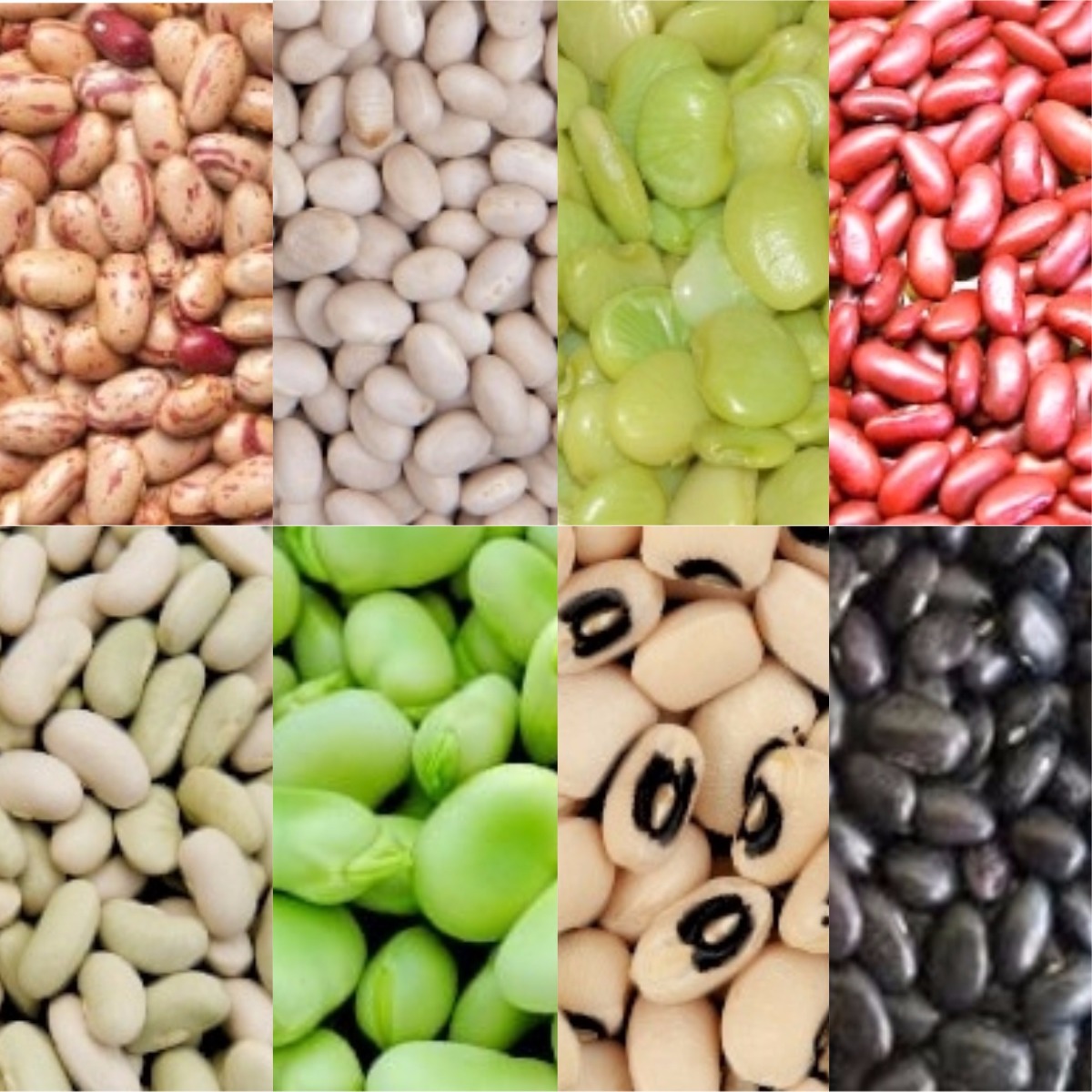 Beans, Beans and Beans