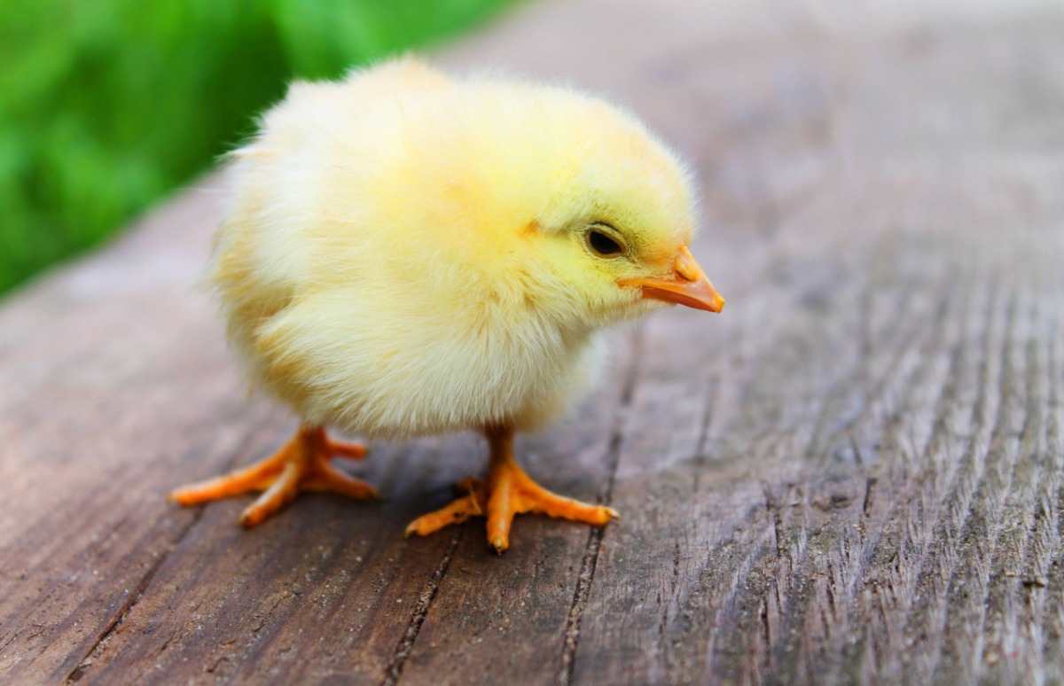 No-Kill Eggs Go on Sale