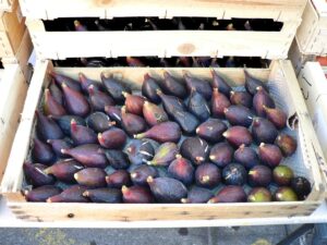 Noire de Caromb Fig